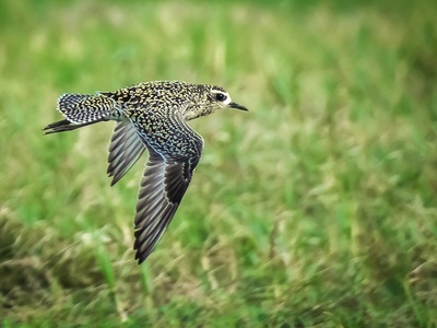 Pacific Golden Plover