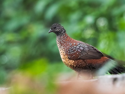 Painted spurfowl