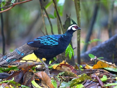 Palawan peacock-pheasant
