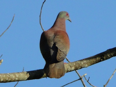 Pale-vented Pigeon