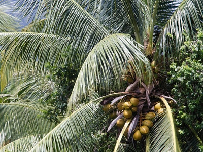 Palm kernel oil