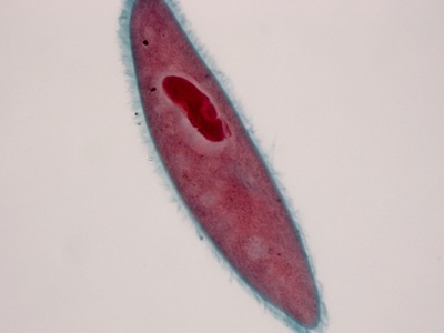 Paramecium
