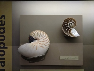 Pearly nautilus