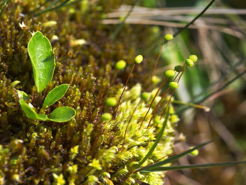 Examples of Non-Flowering Plants: The Complete List - 33Science