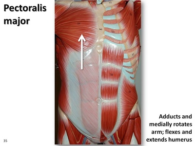 Pectoralis major