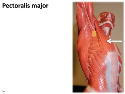 Pectoralis major