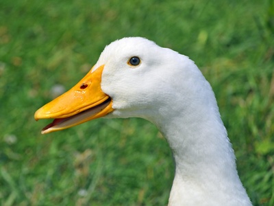Pekin duck (breed)
