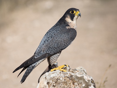Peregrine Falcon