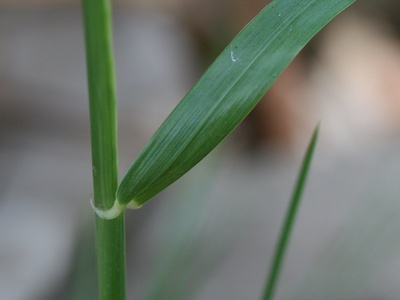 Perennial ryegrass