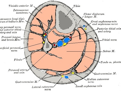 Peroneal (fibular) artery