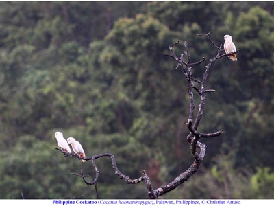 Philippine cockatoo (Red-vented cockatoo)