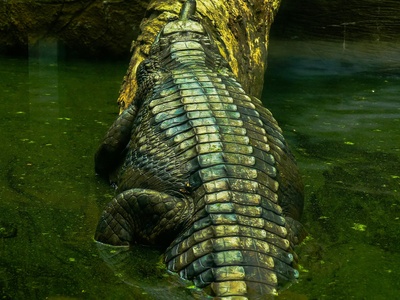 Philippine crocodile
