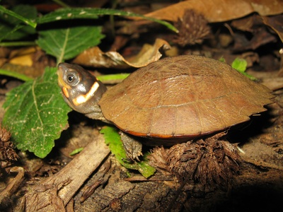 Philippine forest turtle