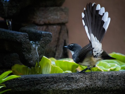Pied Fantail