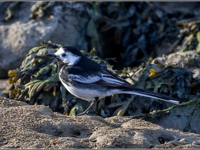 Pied Wagtail