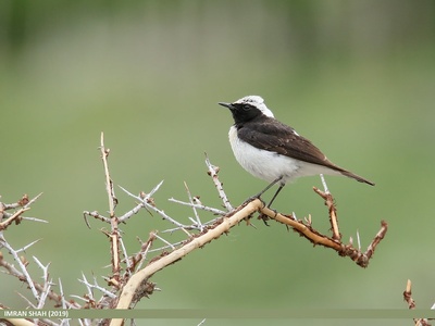 Pied Wheatear