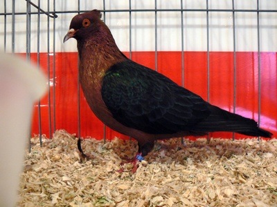 Pigeon (homing/fancy)