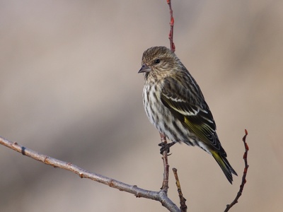 Pine Siskin