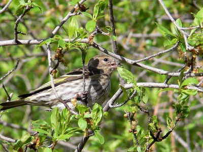 Pine Siskin
