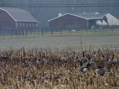 Pink-footed Goose