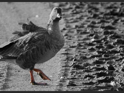Pink-footed Goose