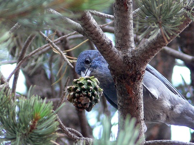 Pinyon Jay