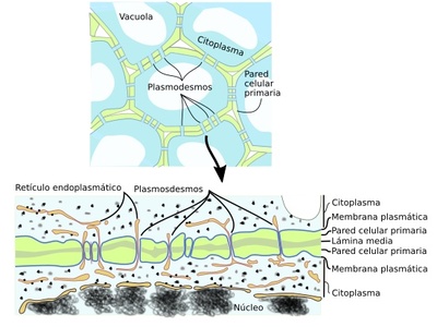 Plasmodesmata