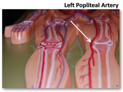 Popliteal artery