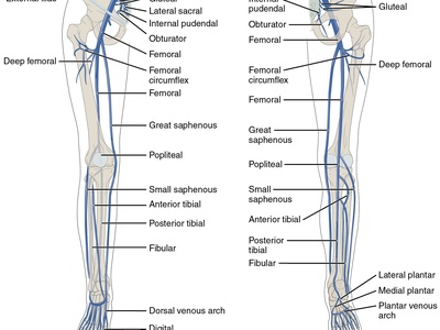 Popliteal vein