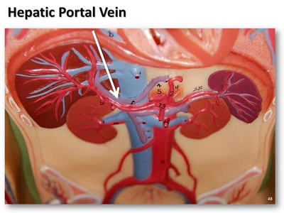 Portal vein