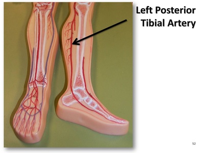 Posterior tibial artery