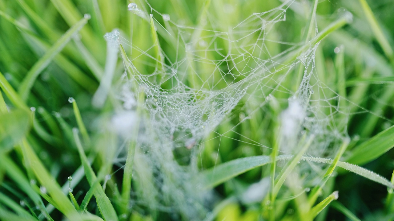 Field sampling and classroom food chain visuals