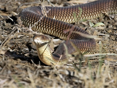 Prairie rattlesnake