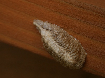 Praying mantis (egg case)