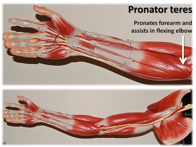 Pronator teres