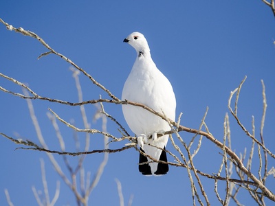 Ptarmigan