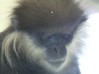 Purple-faced langur