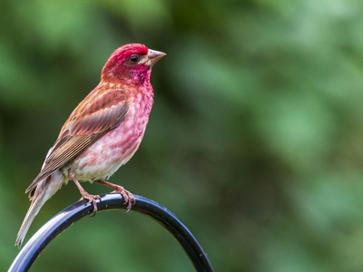 Purple Finch