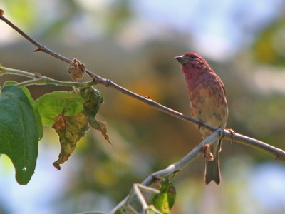 Purple Finch