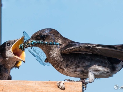 Purple Martin