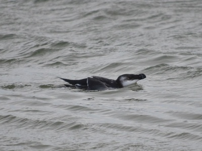 Razorbill
