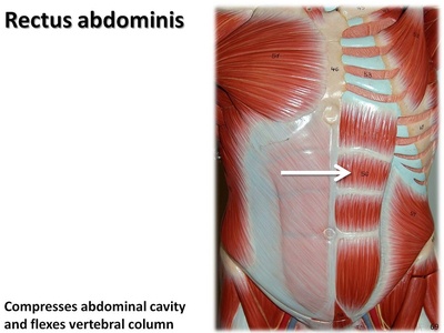 Rectus abdominis