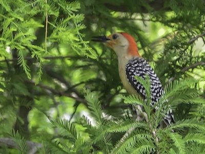 Red-bellied Woodpecker