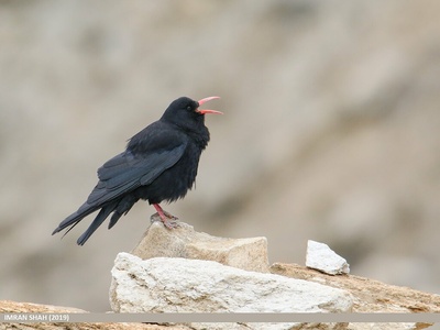 Red-billed Chough