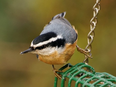 Red-breasted Nuthatch