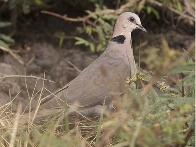 Red-eyed dove