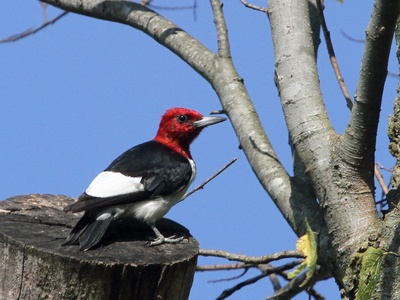 Red-headed Woodpecker