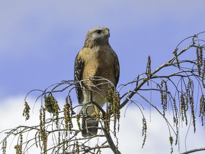 Red-shouldered Hawk