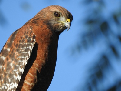 Red-shouldered Hawk