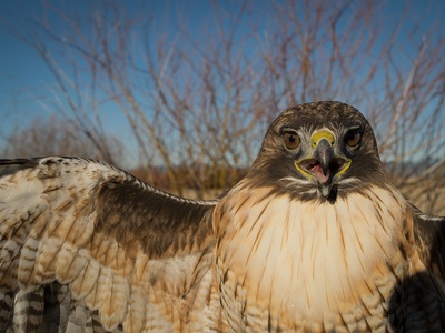 Red-tailed Hawk